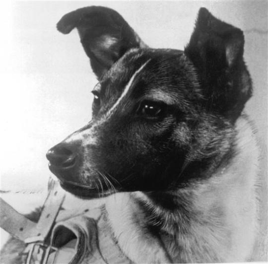Laika